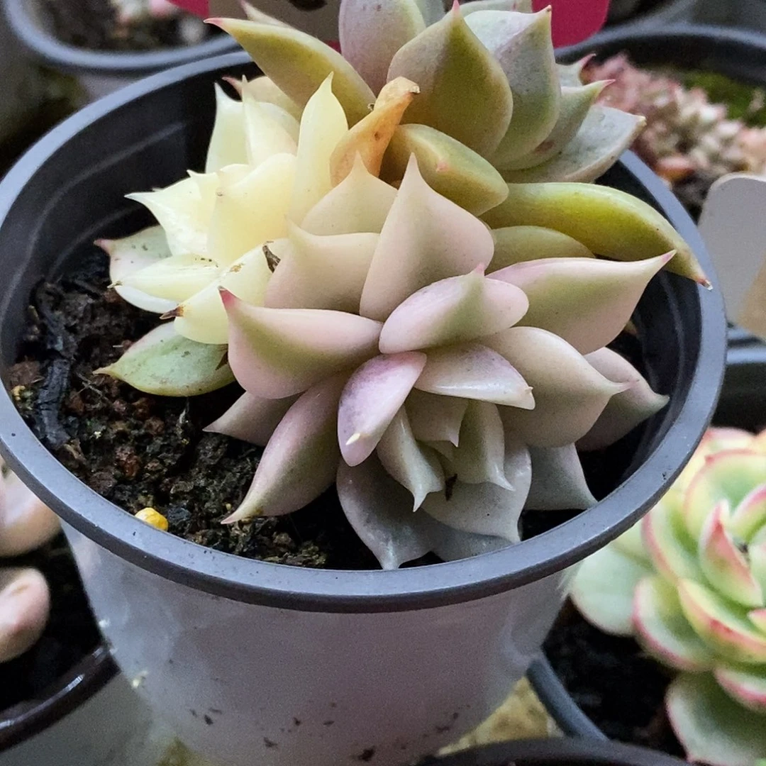 35三个状态哈哈哈哈