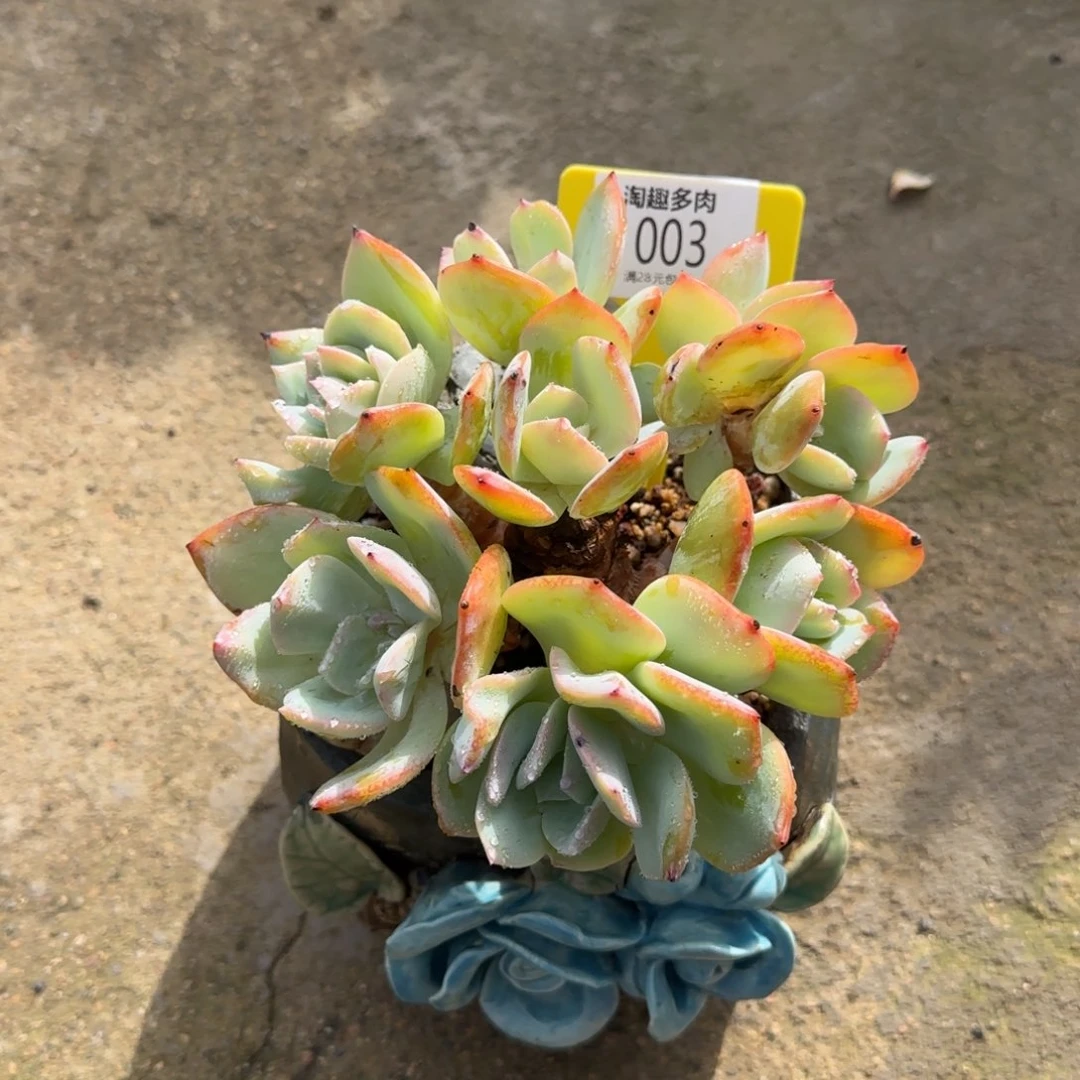 傻***春多肉植物白凤群生，老庄乌坎哇塞