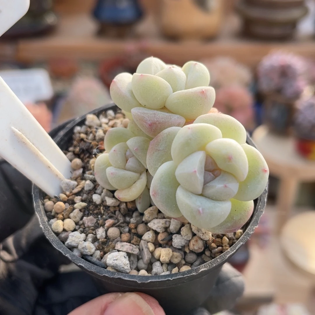 0281 冰玉 5厘米盆 带盆土发