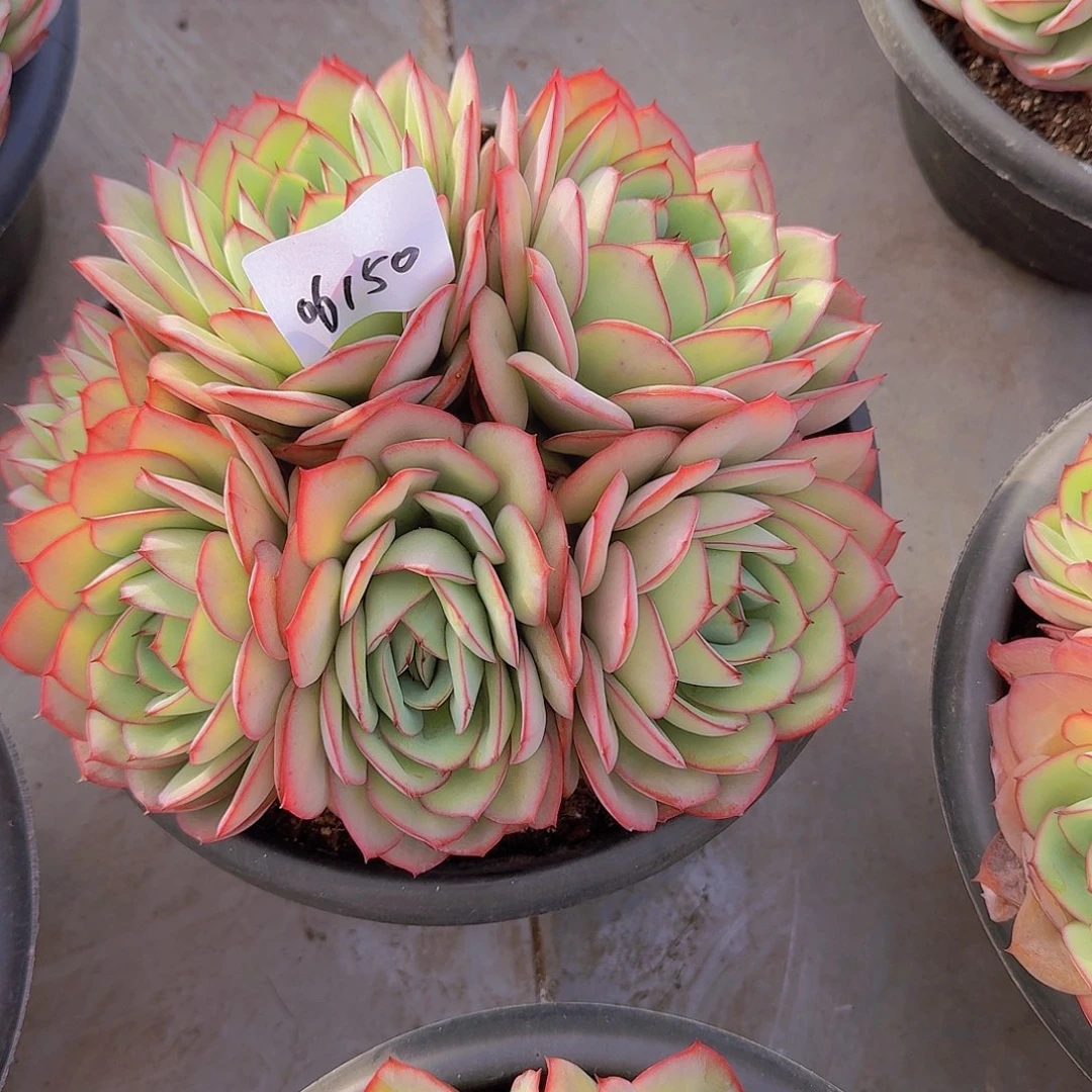 宫**?06150牡丹亭多肉