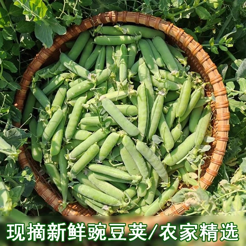 安徽新鲜豌豆角土豌豆粉糯当季新鲜蔬菜新鲜豌豆荚现摘现发