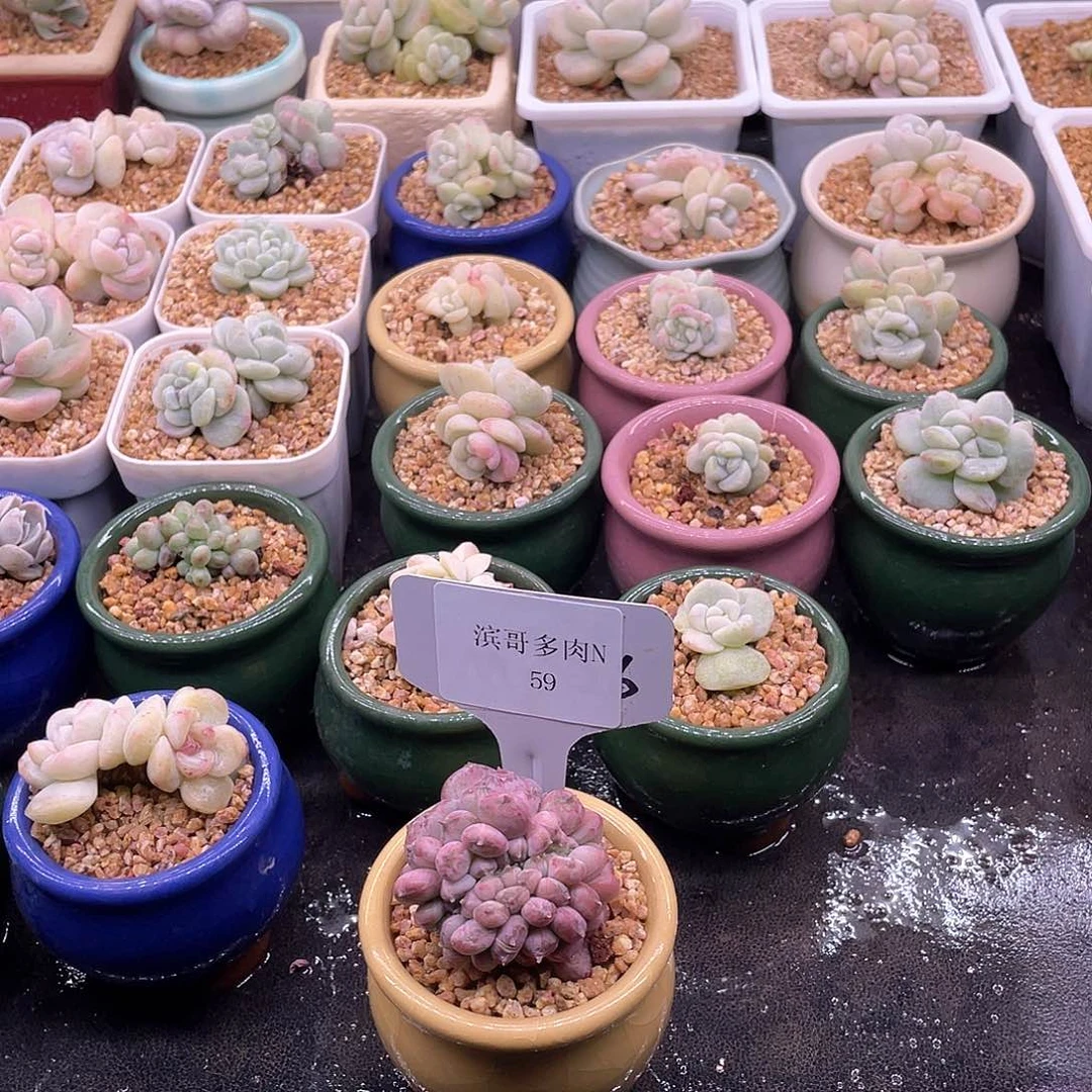 太*滨哥多肉N59粉珍妮石化缀