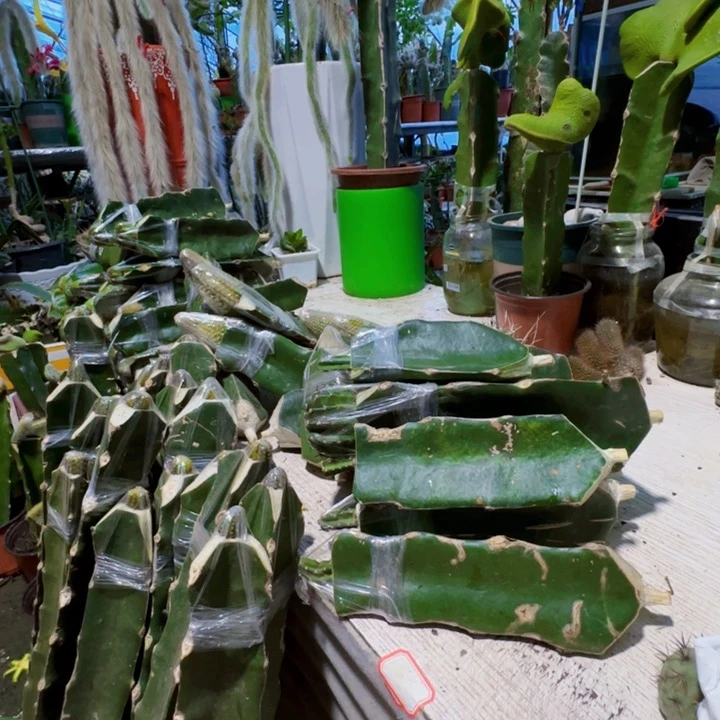 无花朵蒙***太90高花架一套