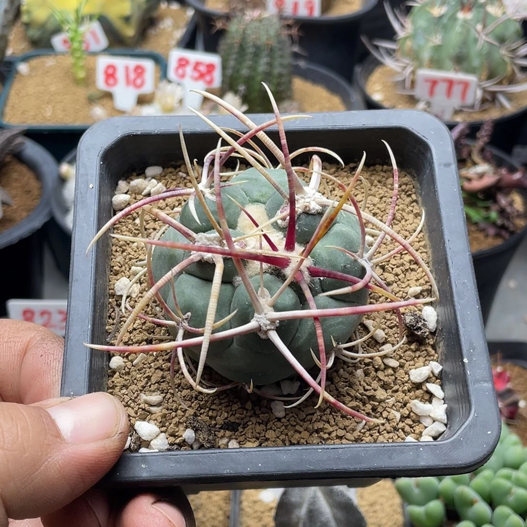 狂刺绯冠龙仙人球 脱土发货