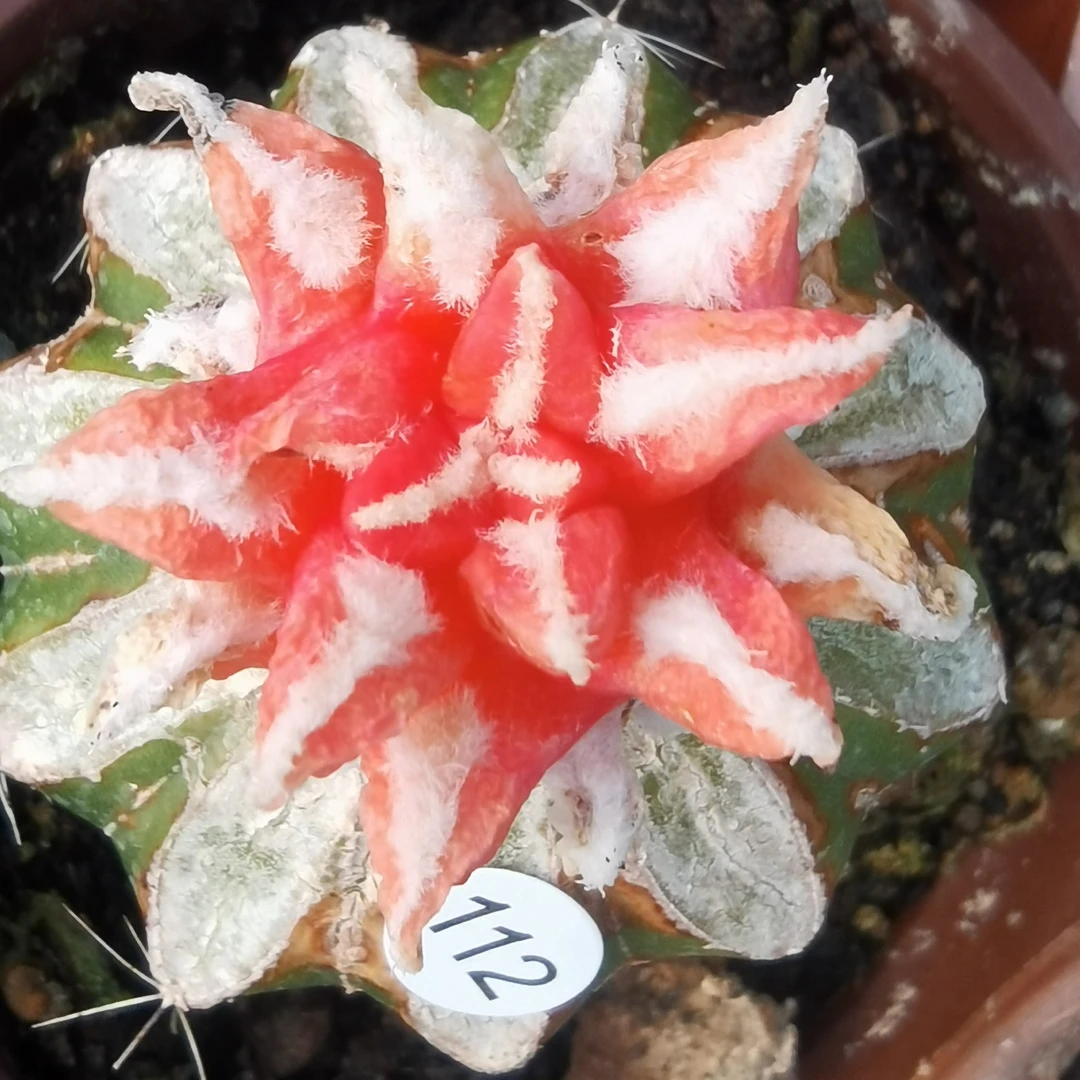 黑牡丹锦单头仙人球 满百包邮 偏远地区不包邮 只包开箱黑腐