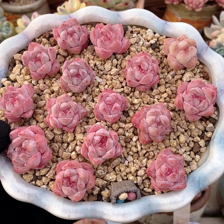 粉钻 韩货精品666