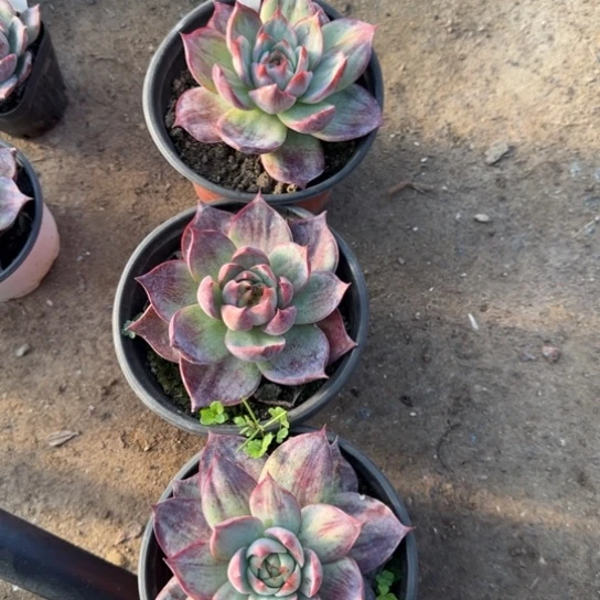 ****光200惊鸿三颗多肉植物