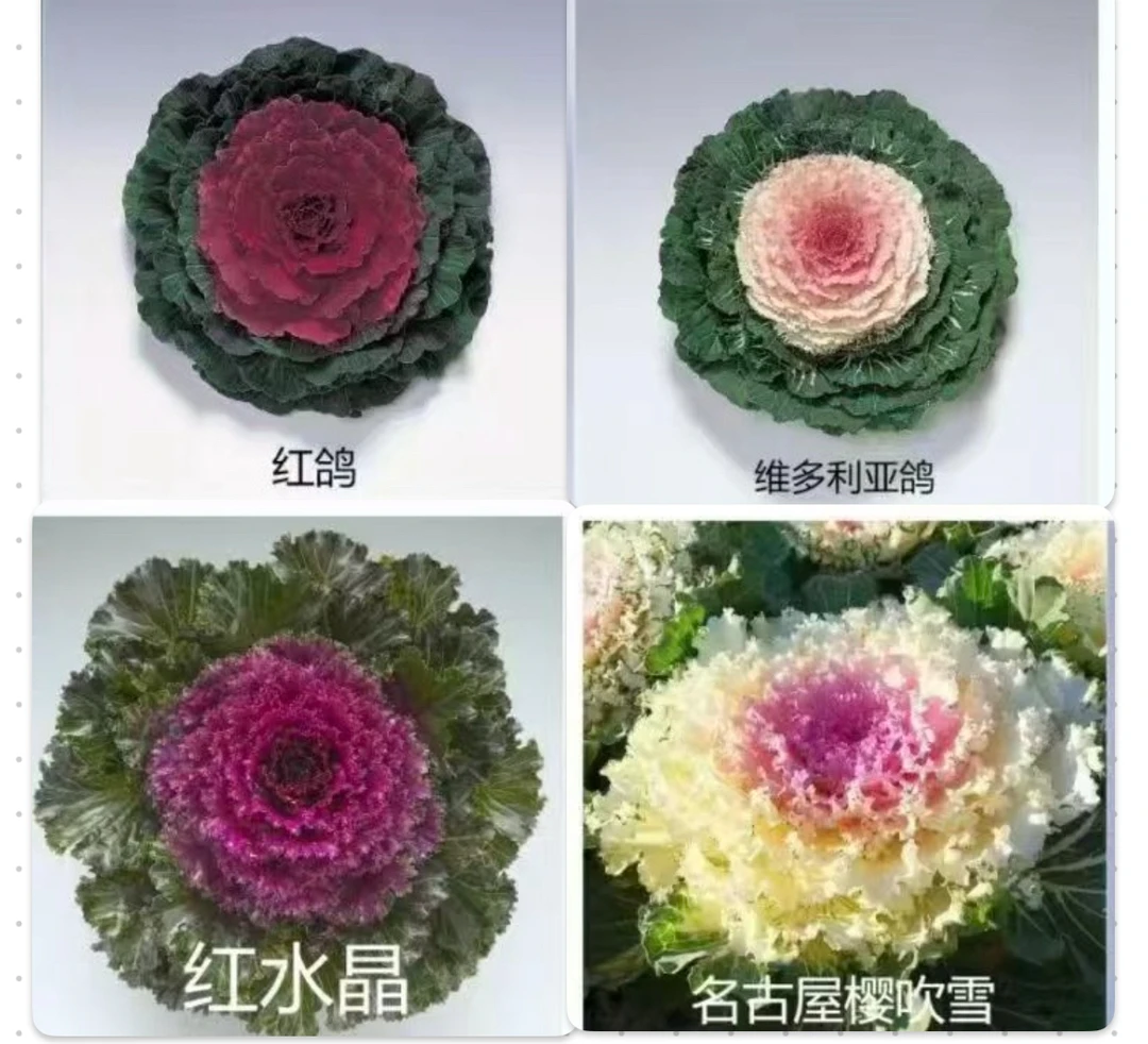 羽衣甘蓝四季可种适合盆栽地栽阳台小院种植