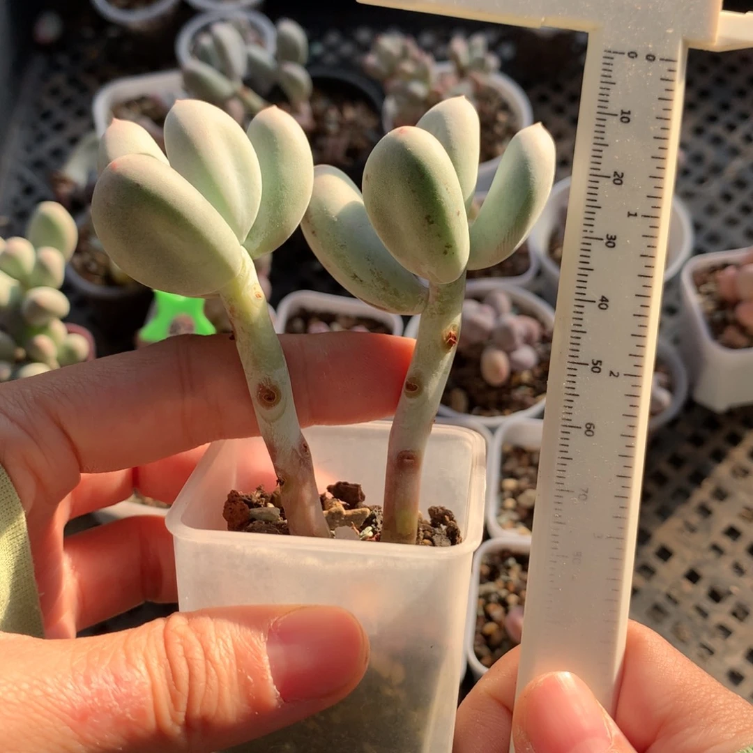 米可奶米可奶米可奶哦