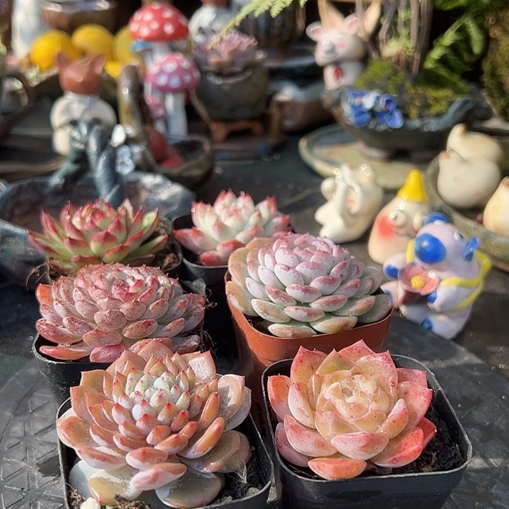 六颗带盆土的发货