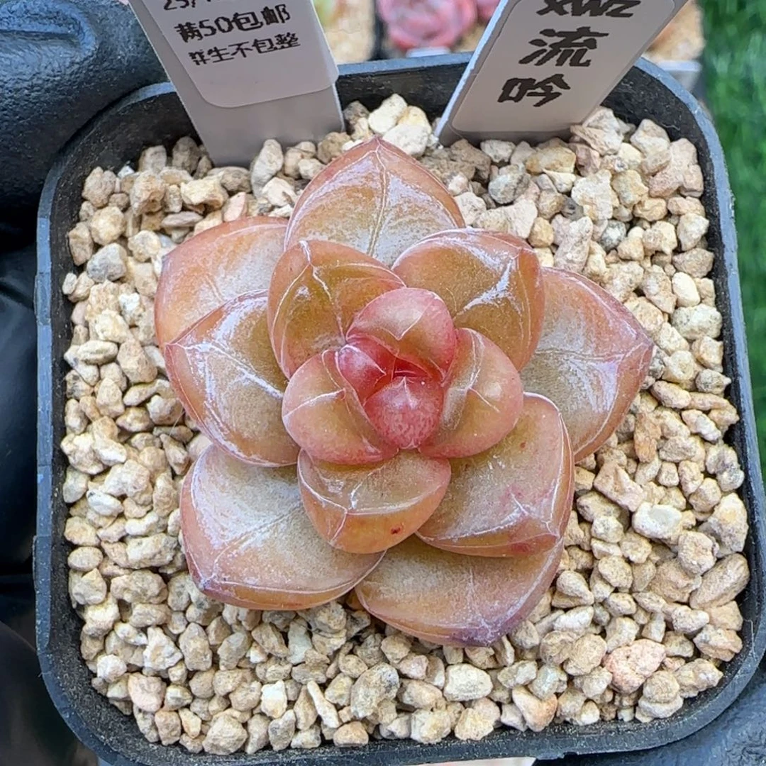 057  流吟    5厘米盆