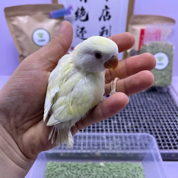 牡丹鹦鹉-精品奶油日本桃母D88557