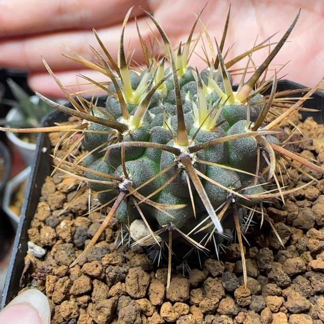 420实生登阳丸多肉