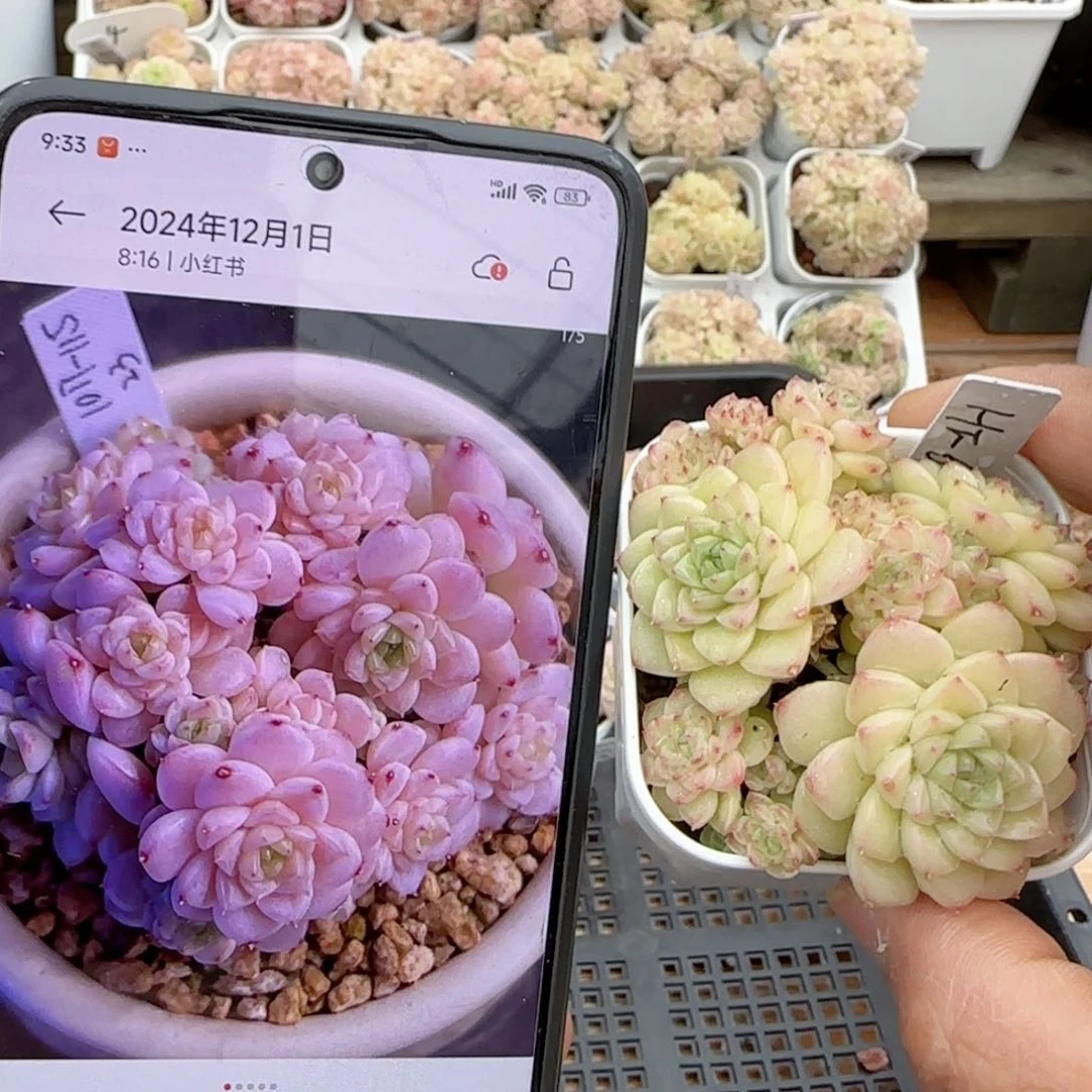 【闪购商品】0224-29（ht-65）