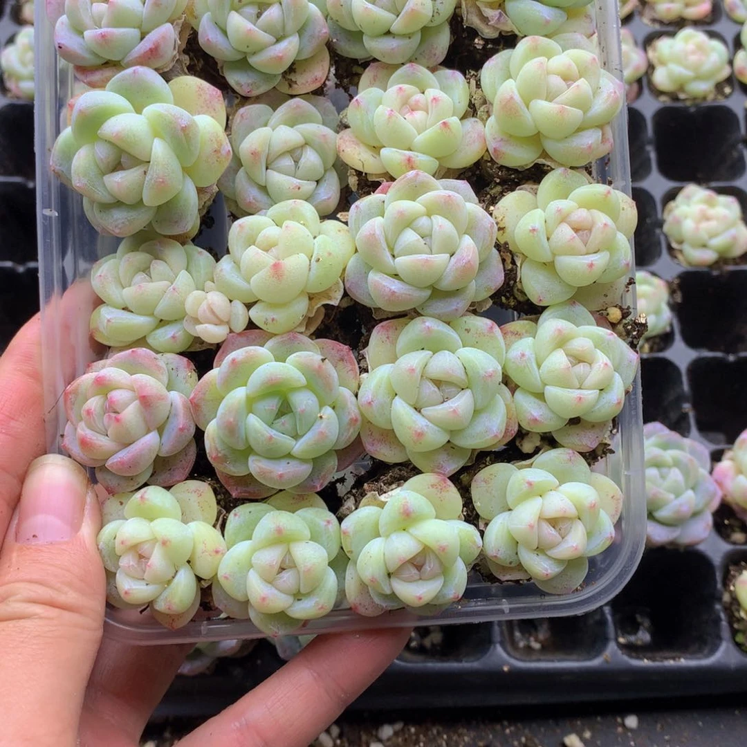 反反复复还是很开心019