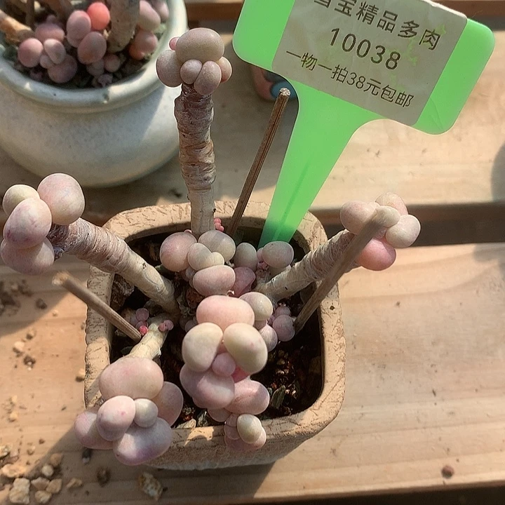 10038，凑图哦小雨