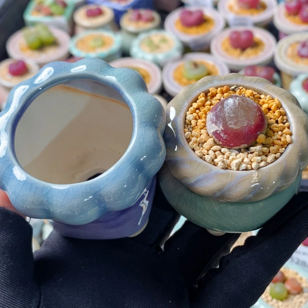 W*5287-换盆一物一拍