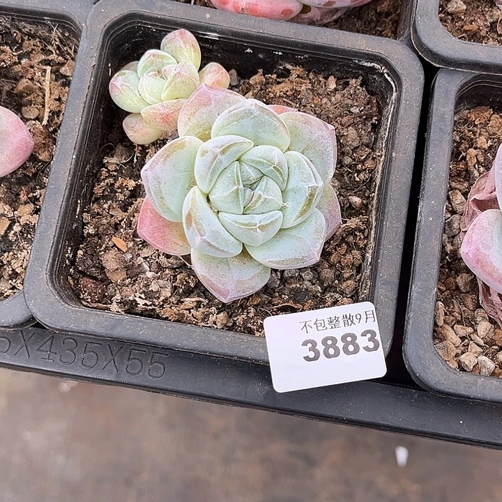 ****梓阿雅园艺。      3883