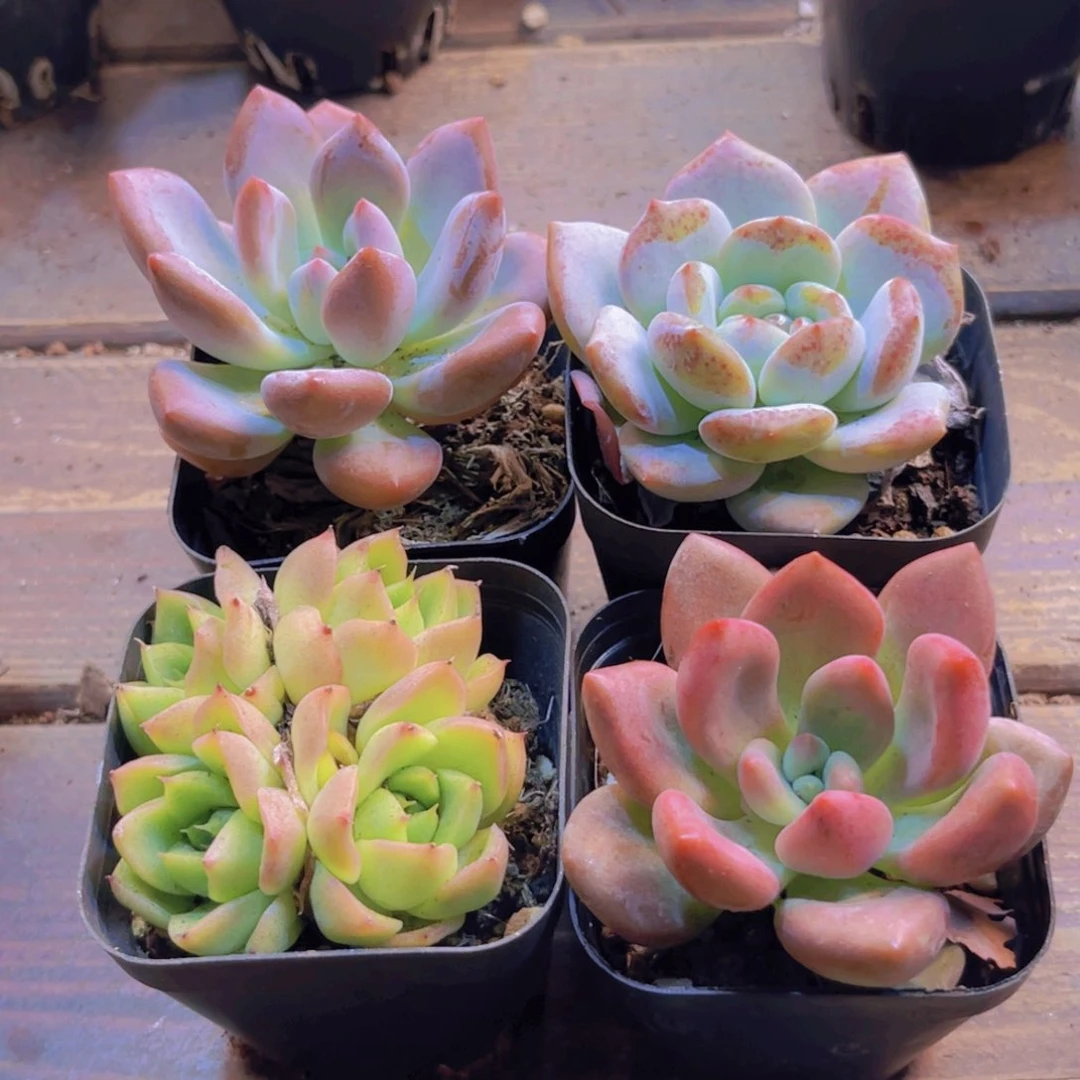 奥普。 雪橙。 安妮。桃花源
