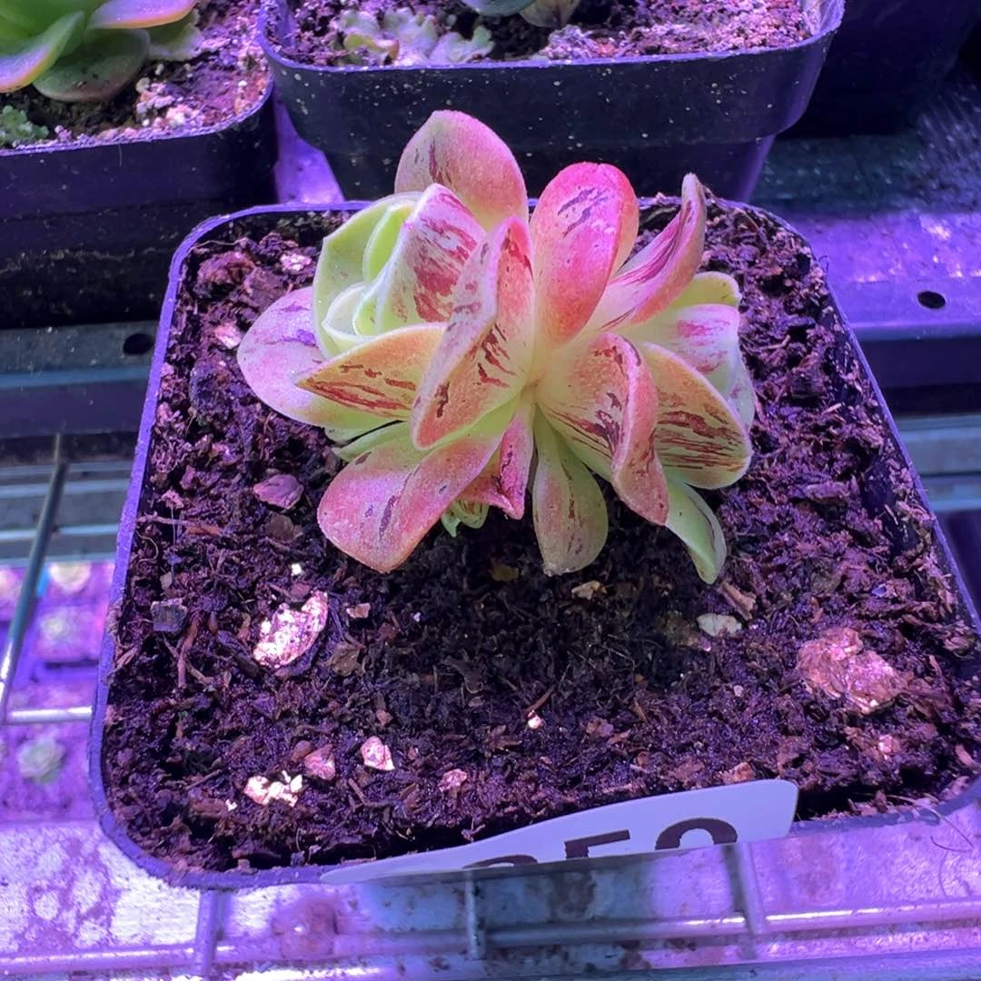 ?****?烈火850山地玫瑰多肉