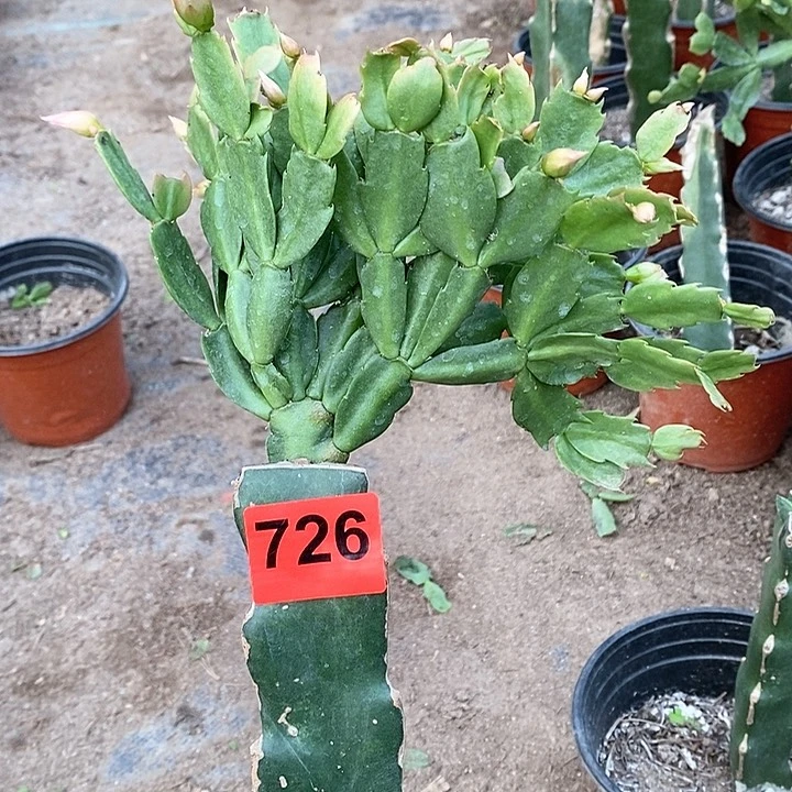 无花朵038，726号柱有洞新疆不包邮