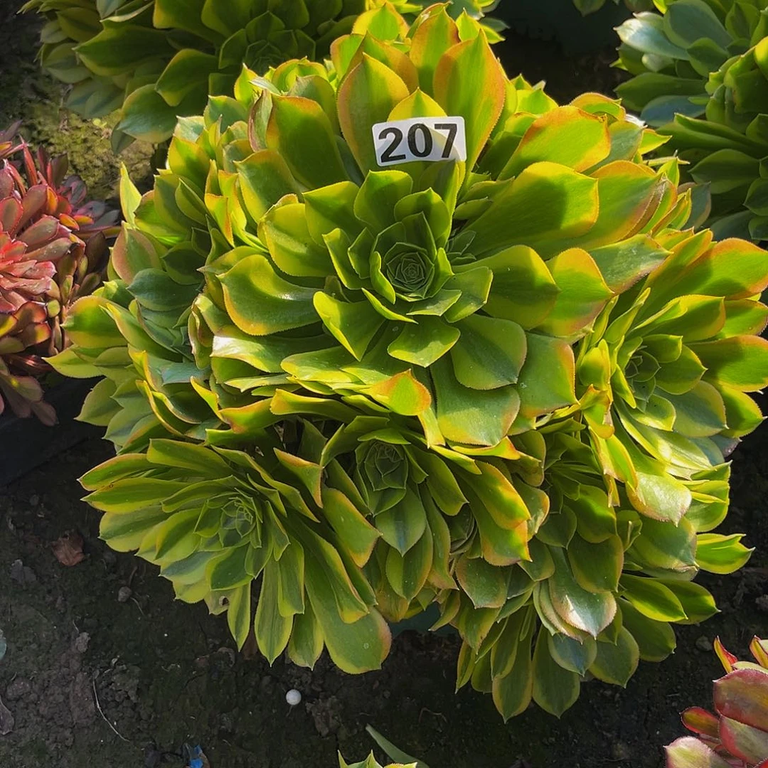 法师法师15-14%包邮法师