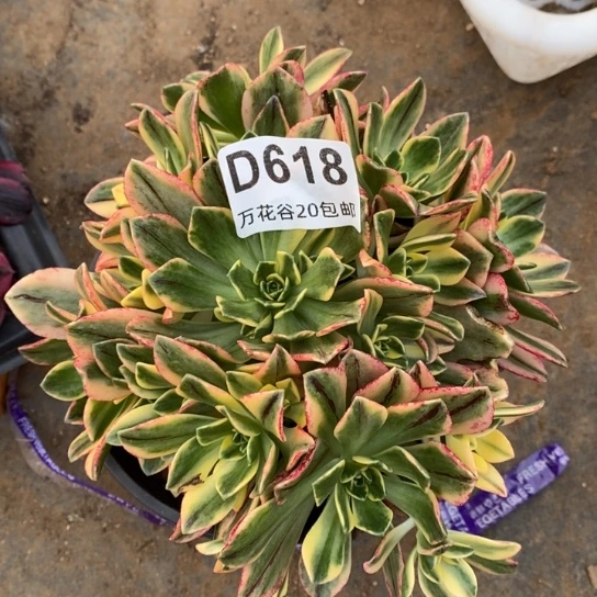 618甜茶15厘米量拍多肉