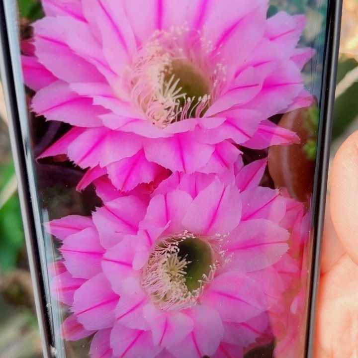 8彩草天鹅湖歪无根侧芽4公分左右20包邮