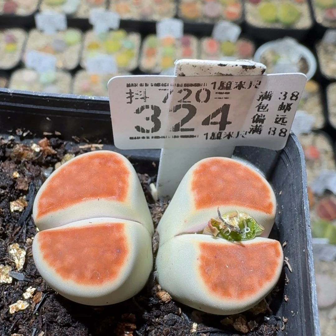 Sss清清清货了324