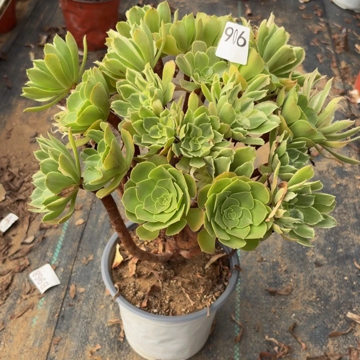 光辉阴阳多肉植物不包损906