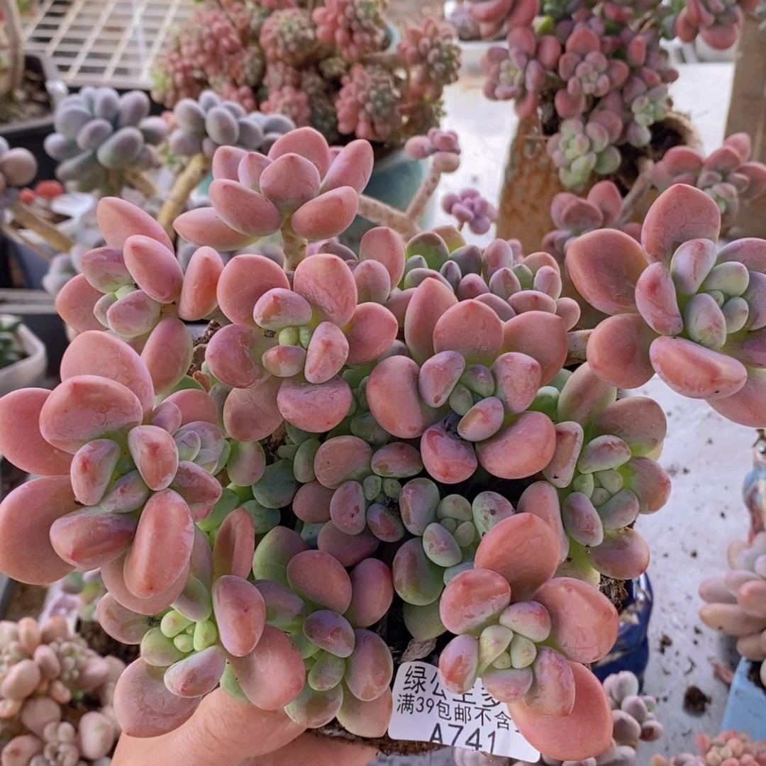 樱花洛神16cm741多肉酱多肉植物