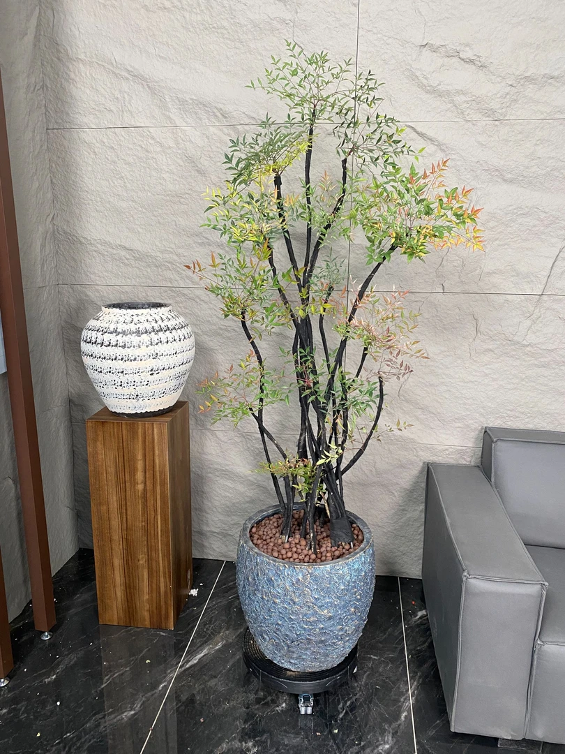 火焰南天竹高端盆栽室内客厅办公室大型落地绿植网红轻奢好养禅意