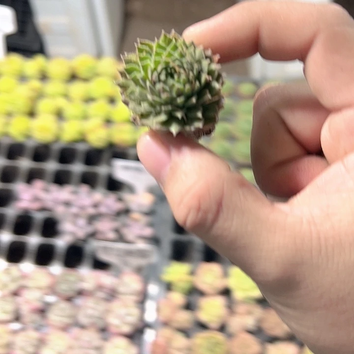 长生草 满10颗包邮