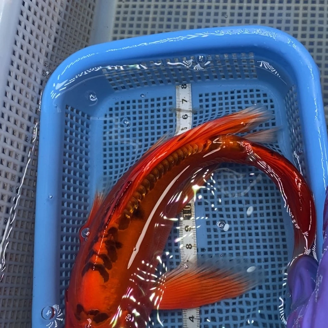 锦鲤冷水锦鲤包邮