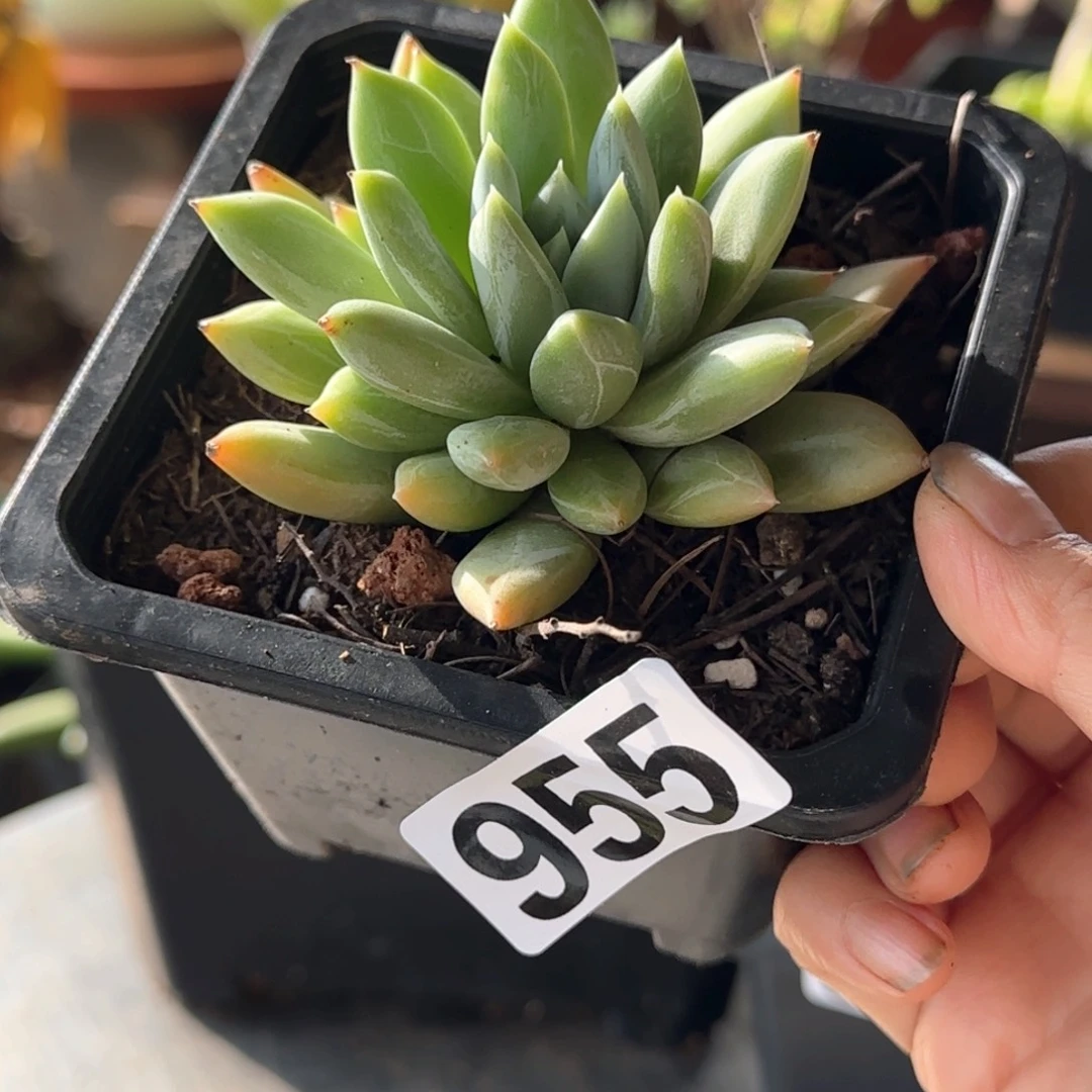 955号 一物一拍 一物一拍
