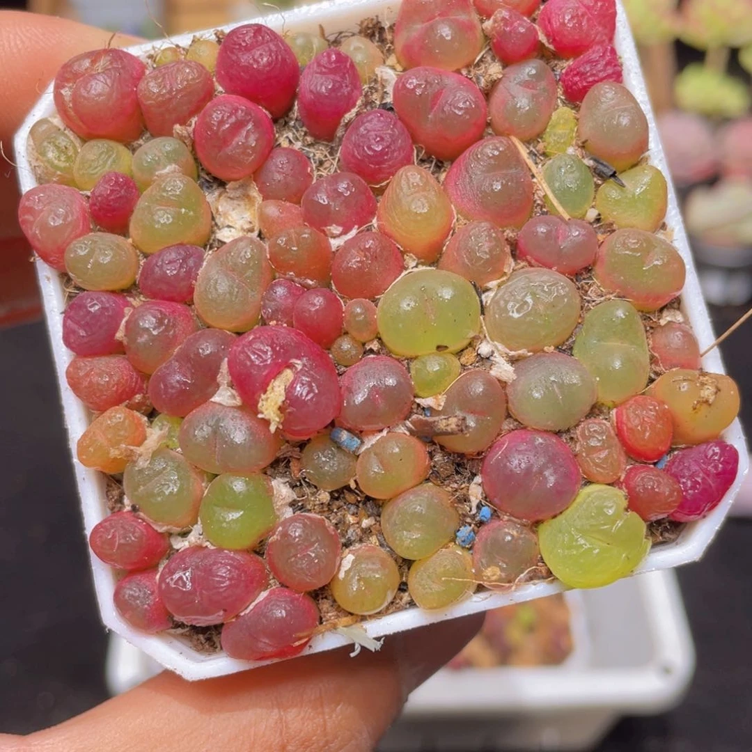 毛汗尼切糕多肉9.9包邮发货