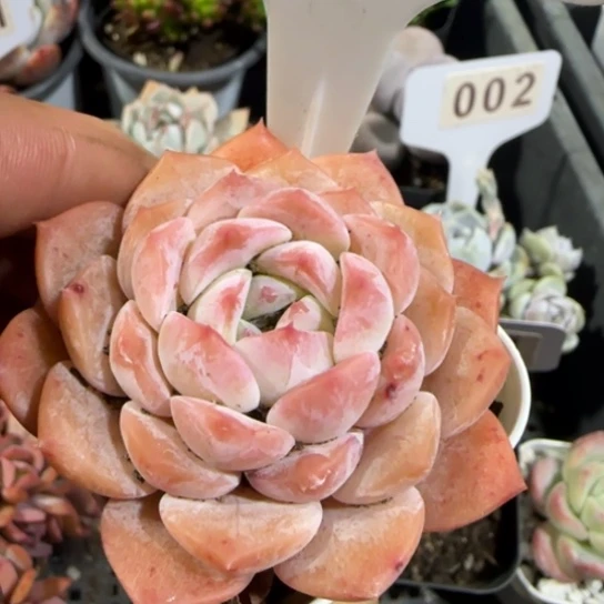 35唐粉一物一拍多肉