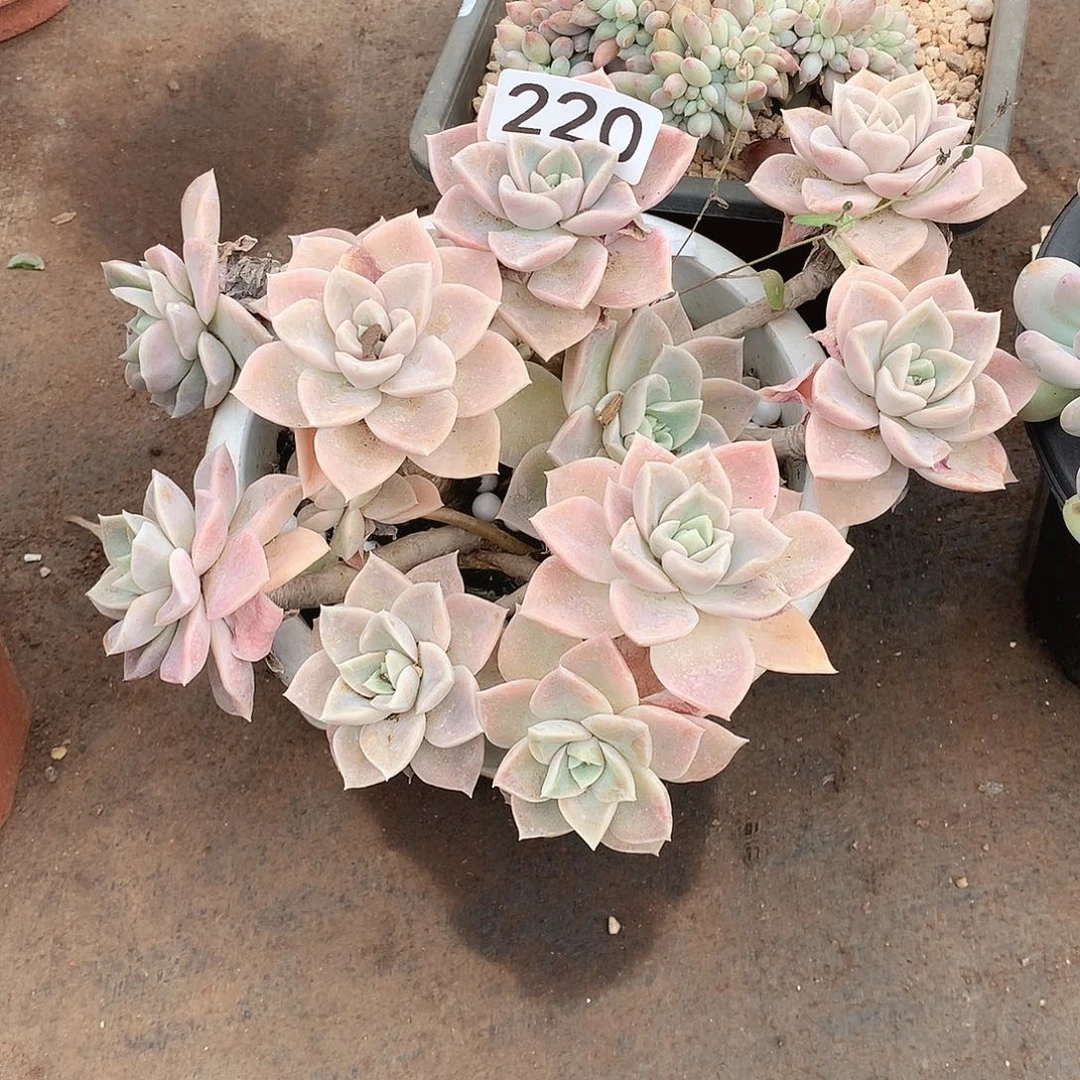 220哈利 一物一拍多肉