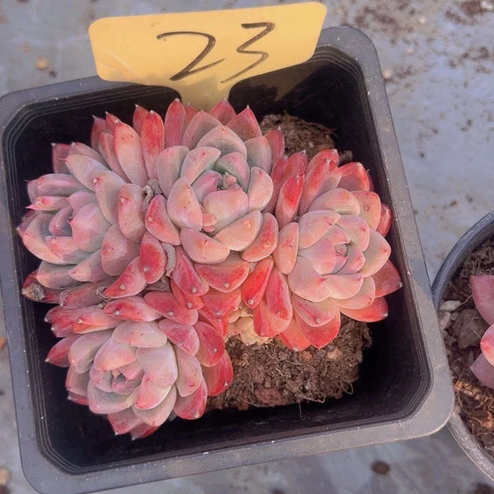 健健康康平平安安