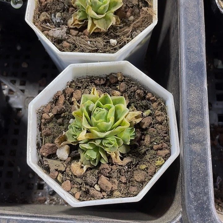 八角盆玫瑰锦带盆土发