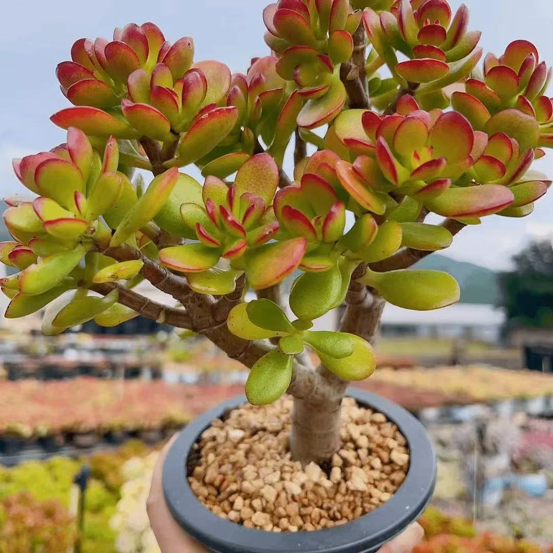 X玉树 拍1发2 云南基地直发 绿植盆栽 带盆带土