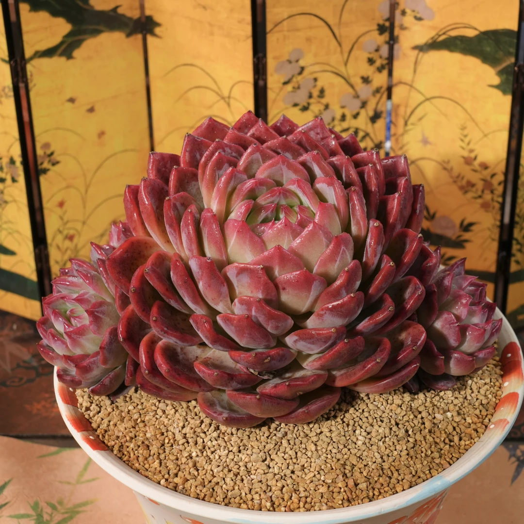 【从前慢花园】红鸾领养多肉 链接   （151-200）