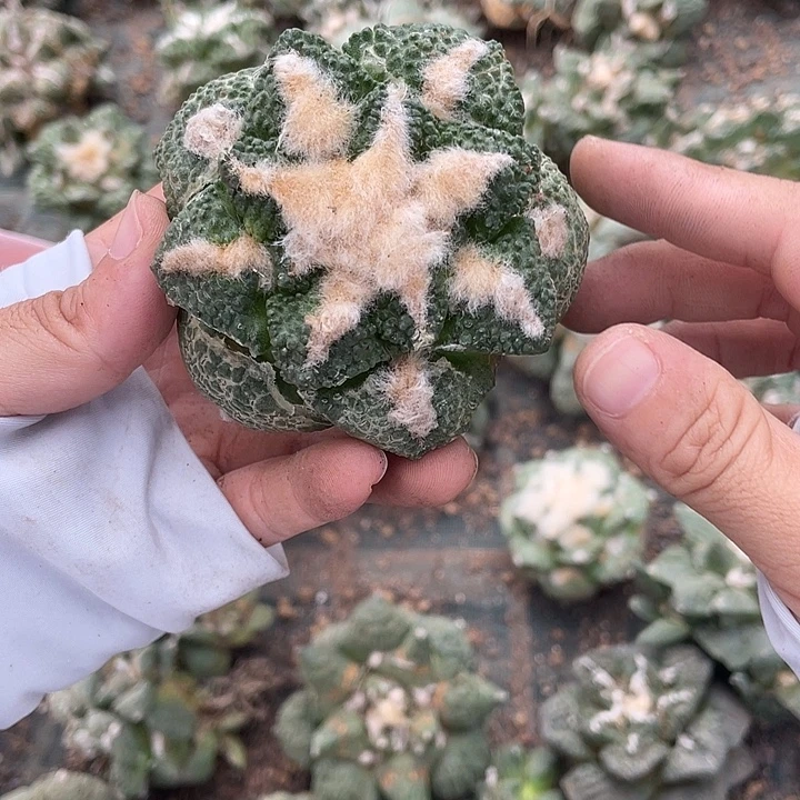 自根龟甲瑕疵特价不退换货