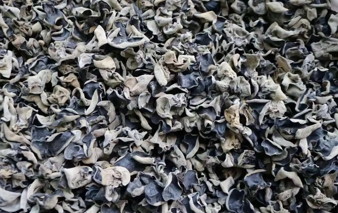 东北长白山野生木耳