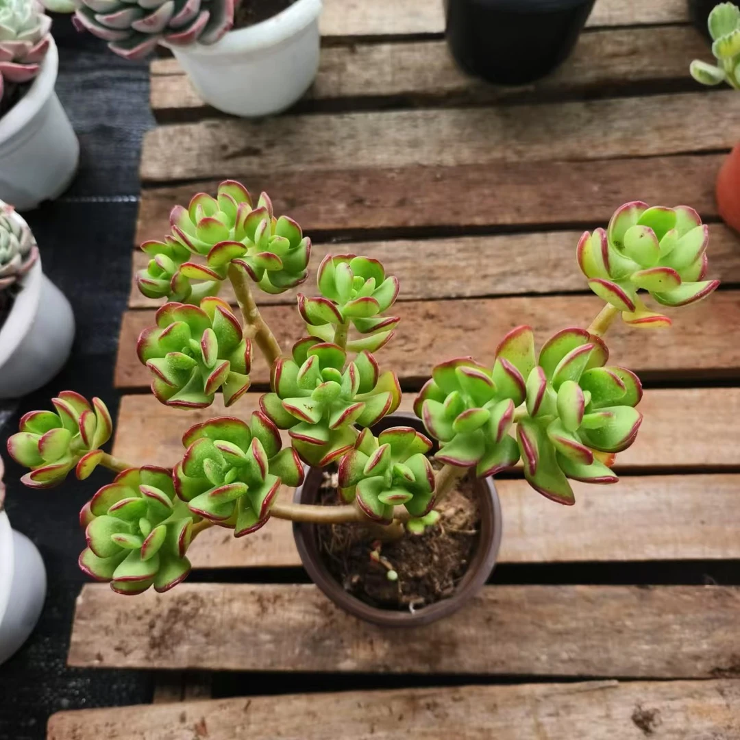 【达摩宝珠】多肉植物 小老桩