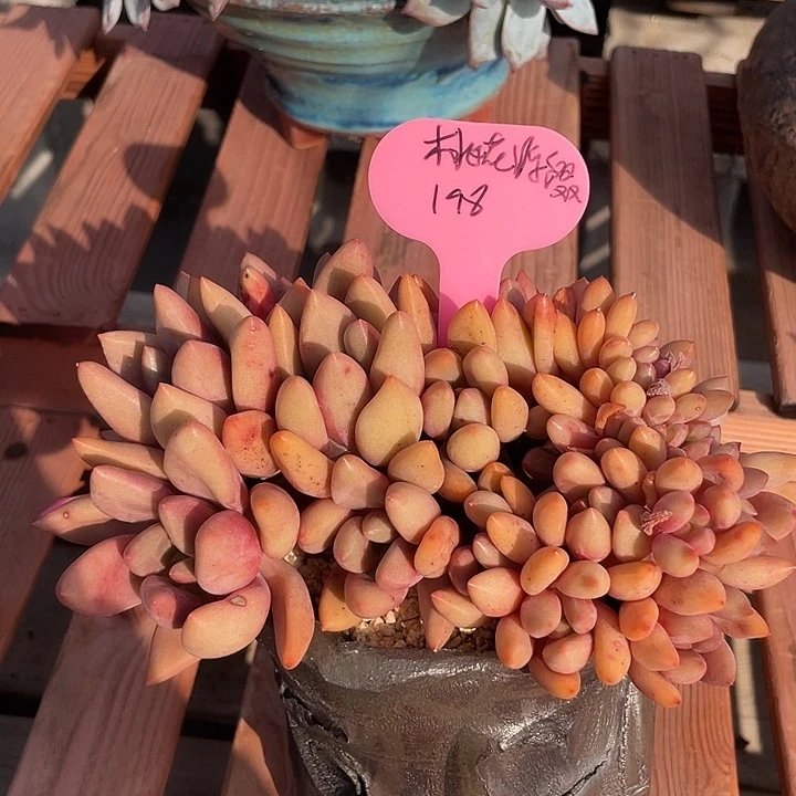 桃花源缀化多肉植物