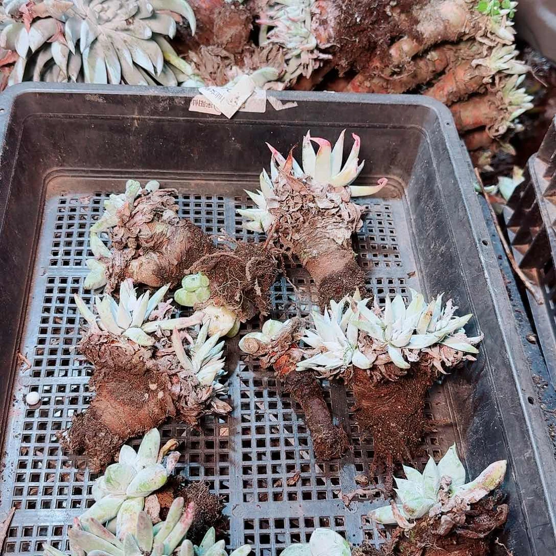 9039瑕疵框拍不售后