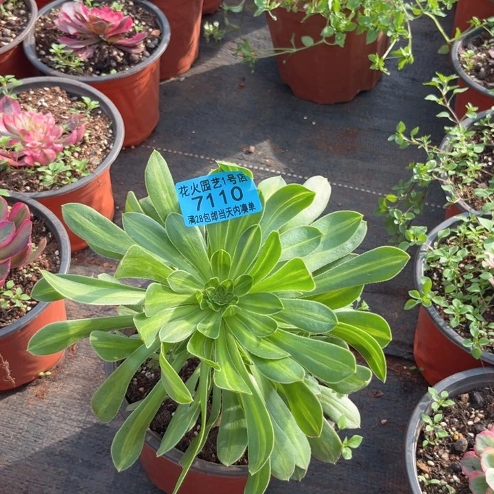 知否7110多肉植物