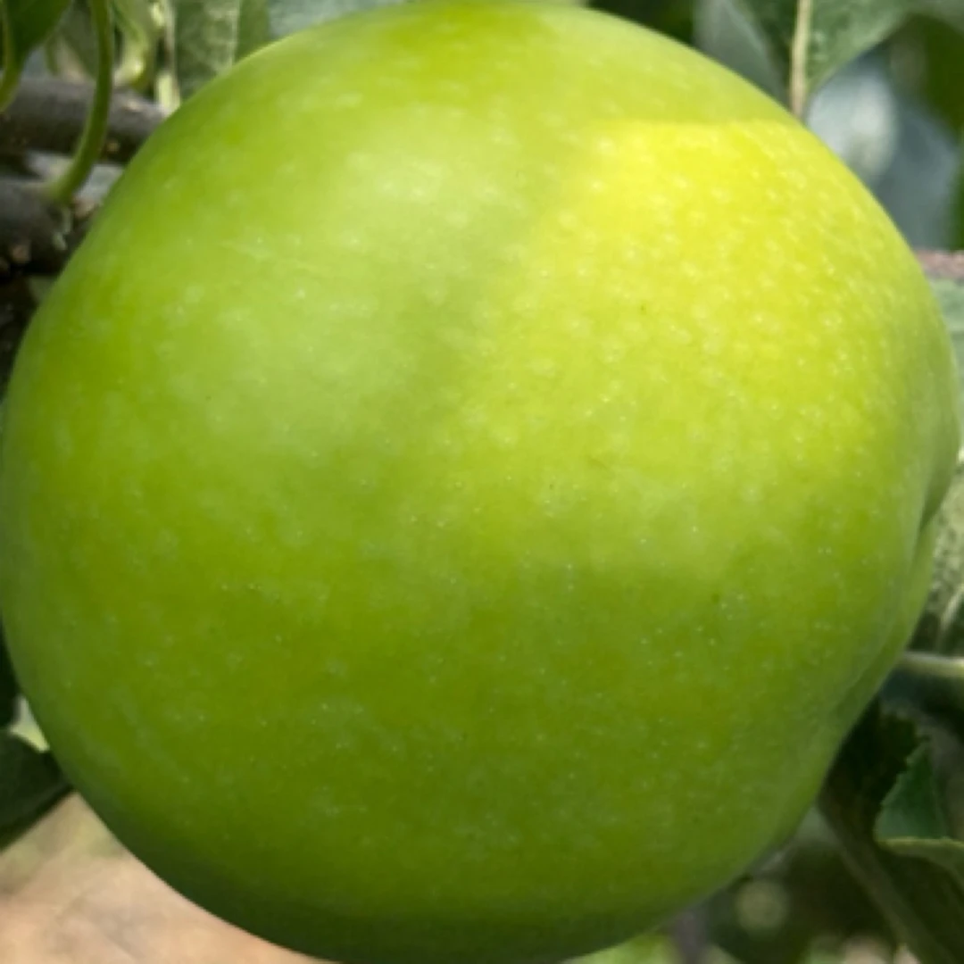 昭通苹果青香蕉新鲜甜脆多汁应季水果