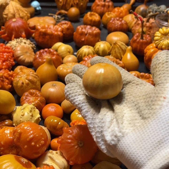 西瓜球墨西哥葫芦